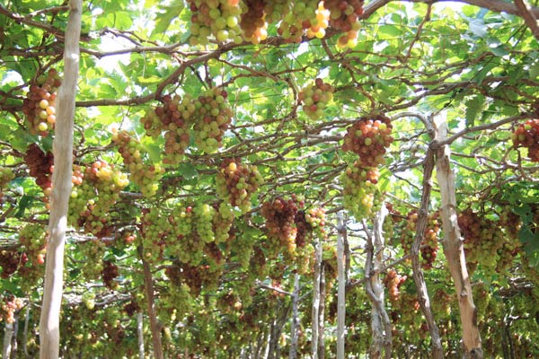 L&ecirc;n n&uacute;i Ch&uacute;a đi biển B&igrave;nh Ti&ecirc;n ở Ninh Thuận 